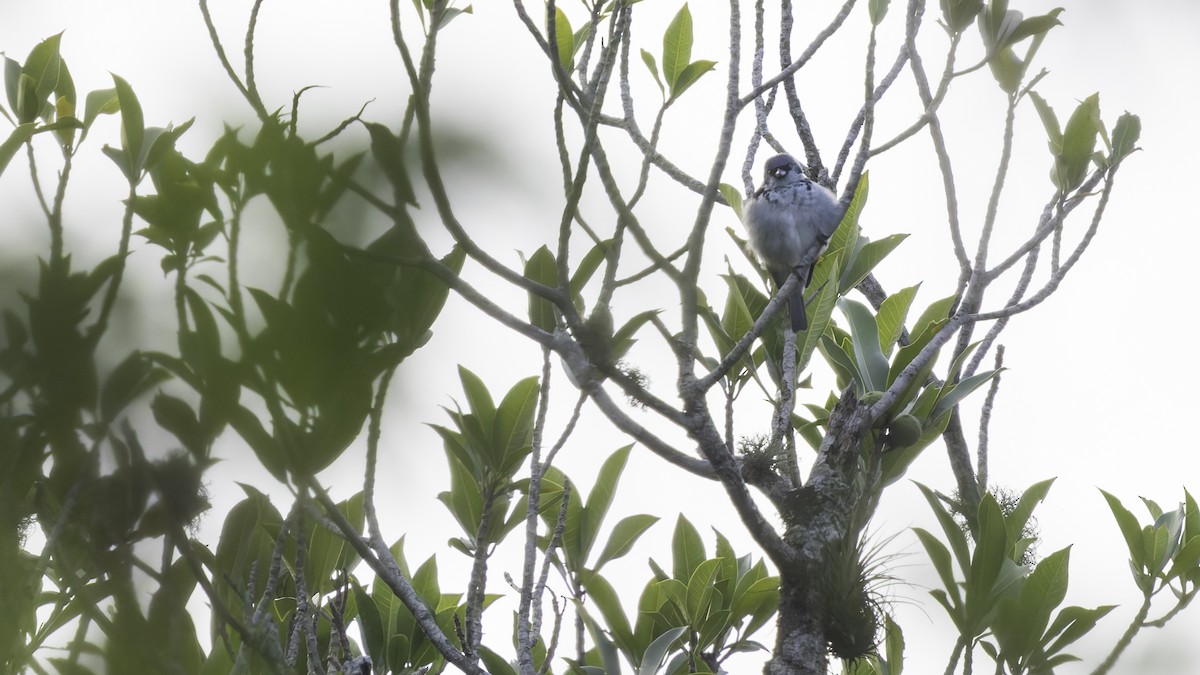 Azure-rumped Tanager - ML622542555