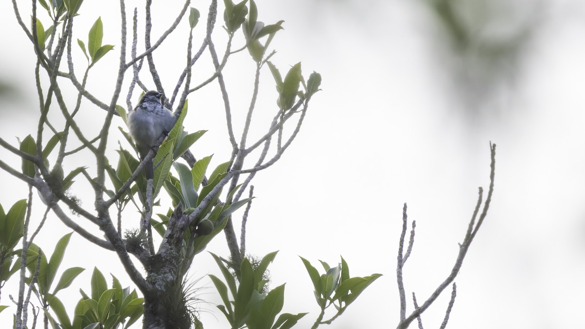 Azure-rumped Tanager - ML622542570