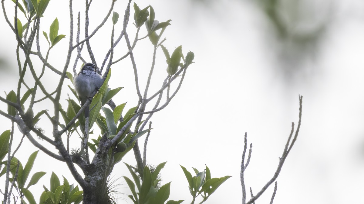 Azure-rumped Tanager - ML622542577