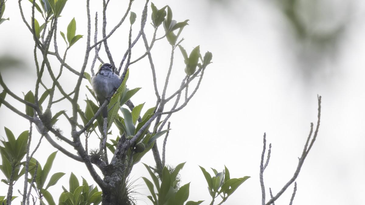 Azure-rumped Tanager - ML622542583