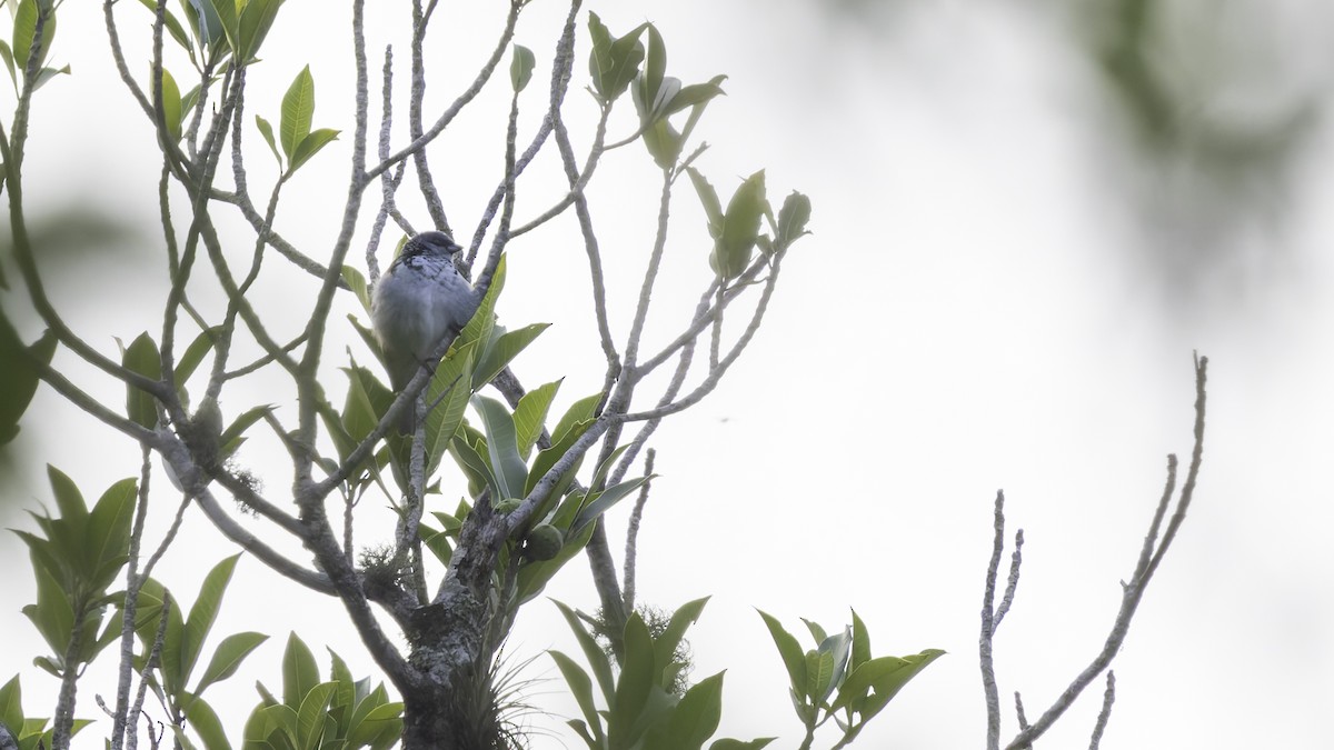 Azure-rumped Tanager - ML622542594