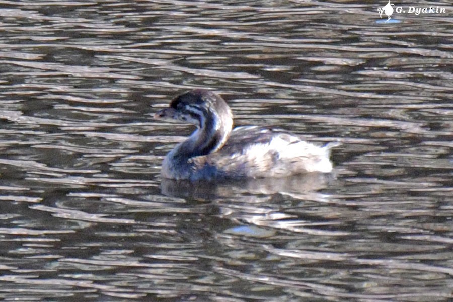 Pied-billed Grebe - ML622542598