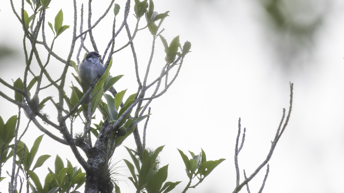 Azure-rumped Tanager - ML622542599