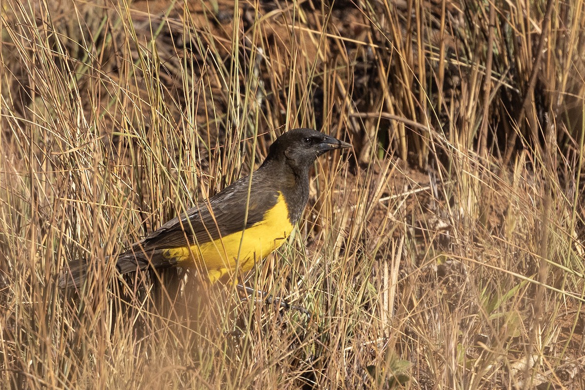 Yellow-rumped Marshbird - Niall D Perrins