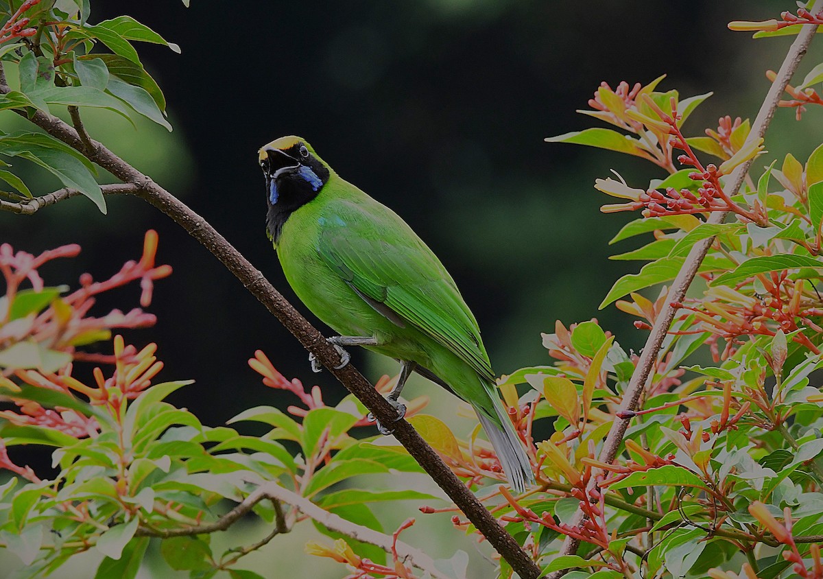 Golden-fronted Leafbird - ML622542608