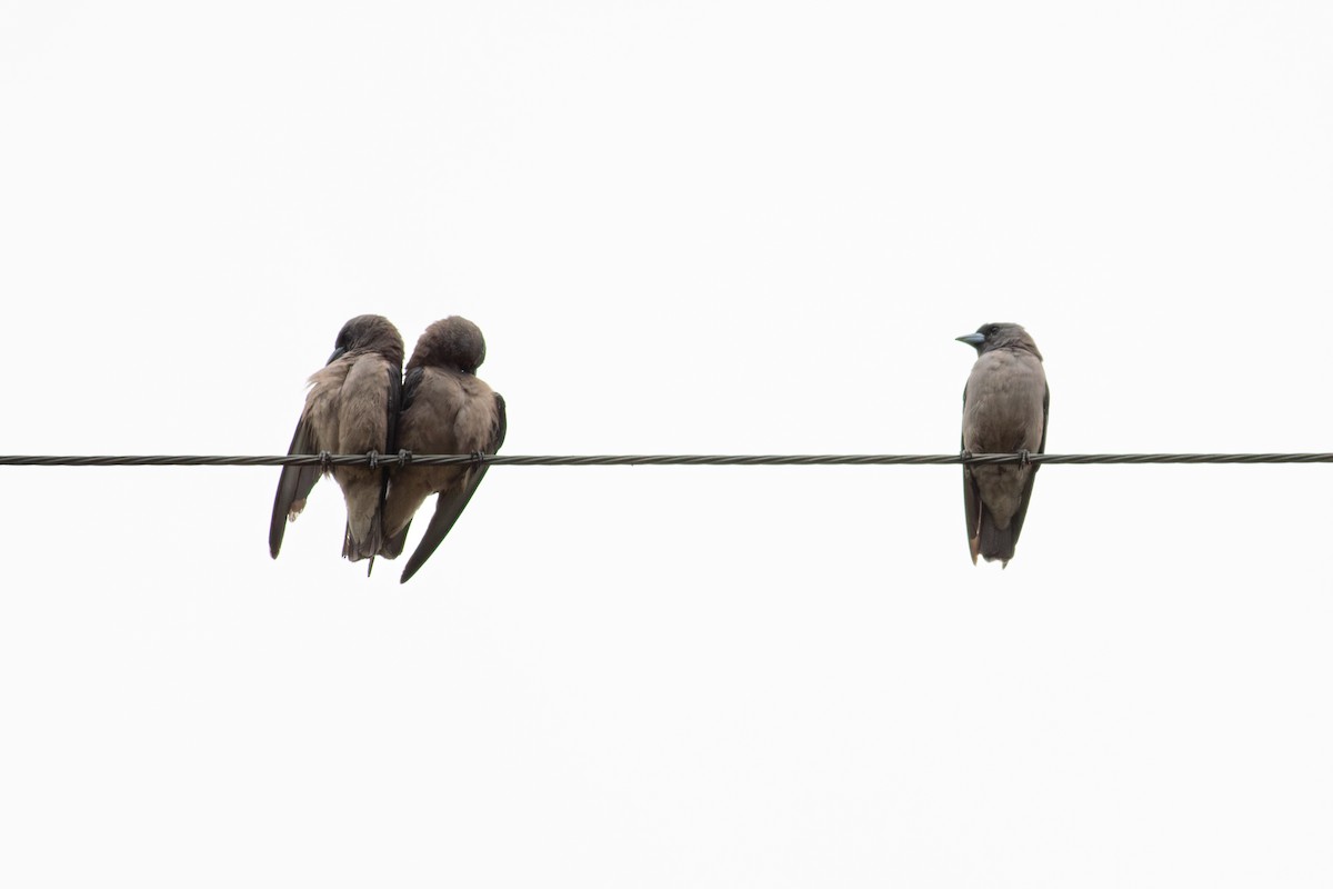 Ashy Woodswallow - ML622542649