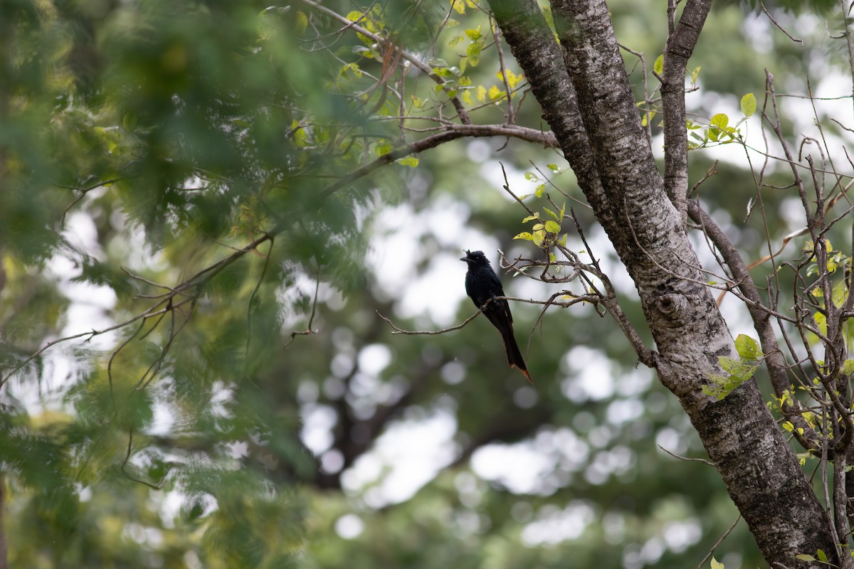 Black/Ashy Drongo - ML622542655