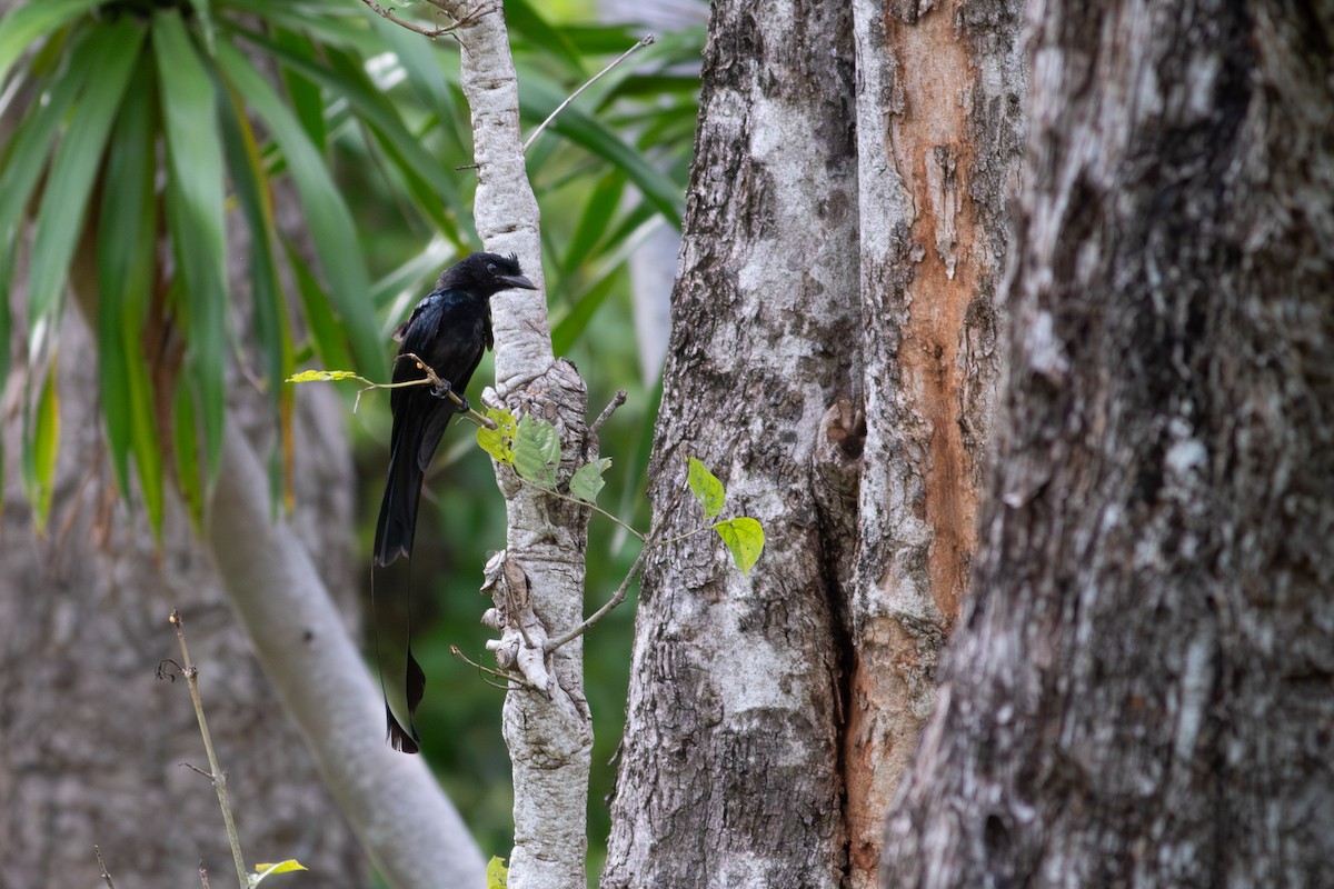 Greater Racket-tailed Drongo - ML622542657