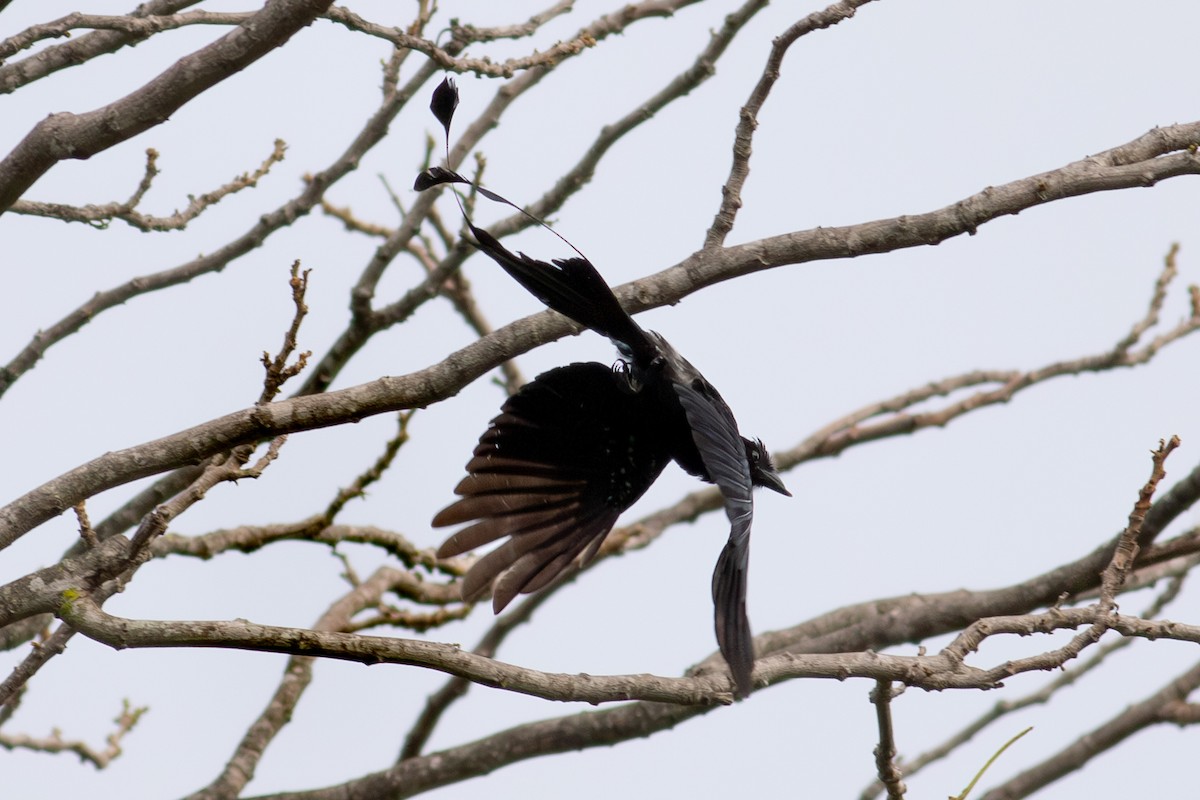 Greater Racket-tailed Drongo - ML622542659