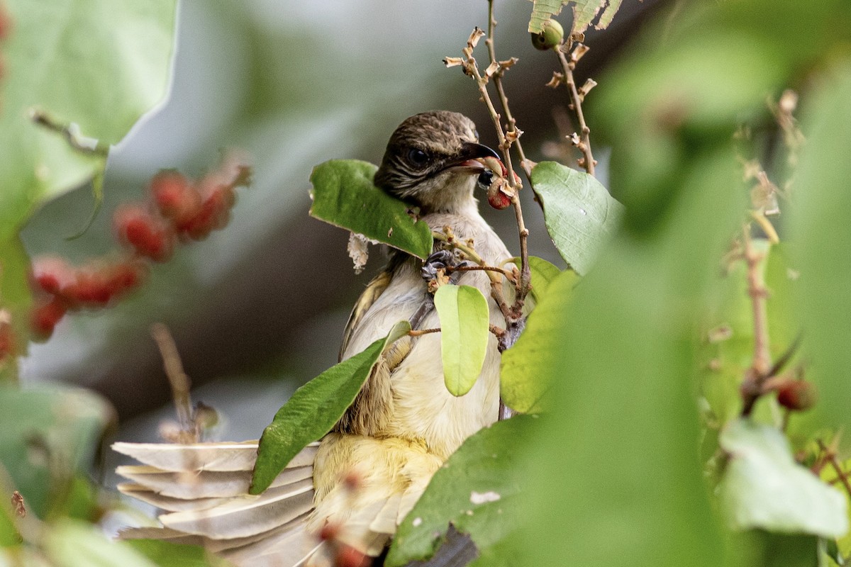 Streak-eared Bulbul - ML622542661