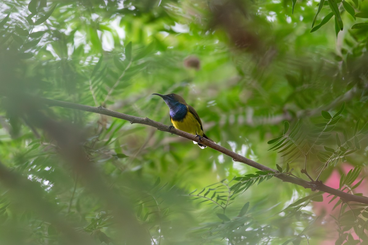 Ornate Sunbird - ML622542666