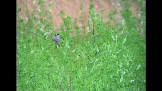 Fork-tailed Flycatcher - ML622542706