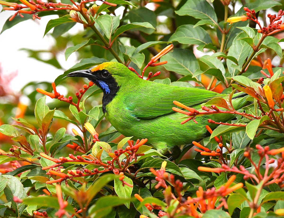 Golden-fronted Leafbird - ML622542709