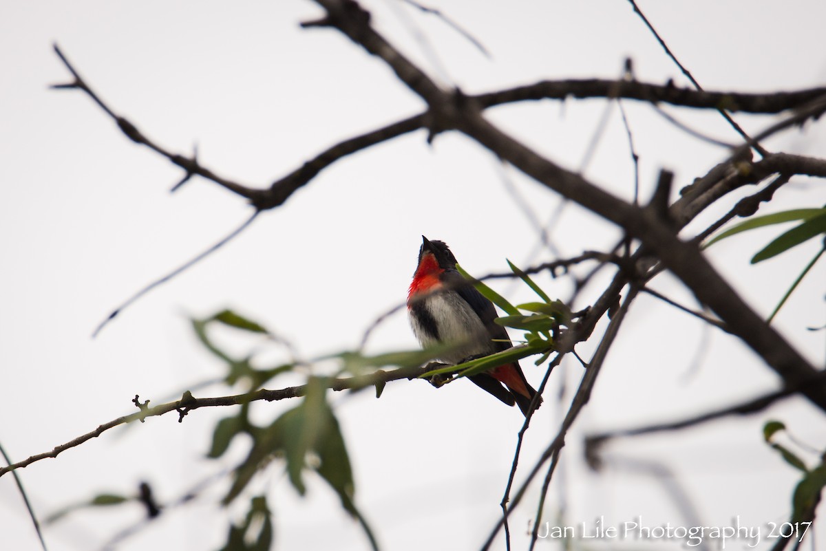 Mistletoebird - ML62254271