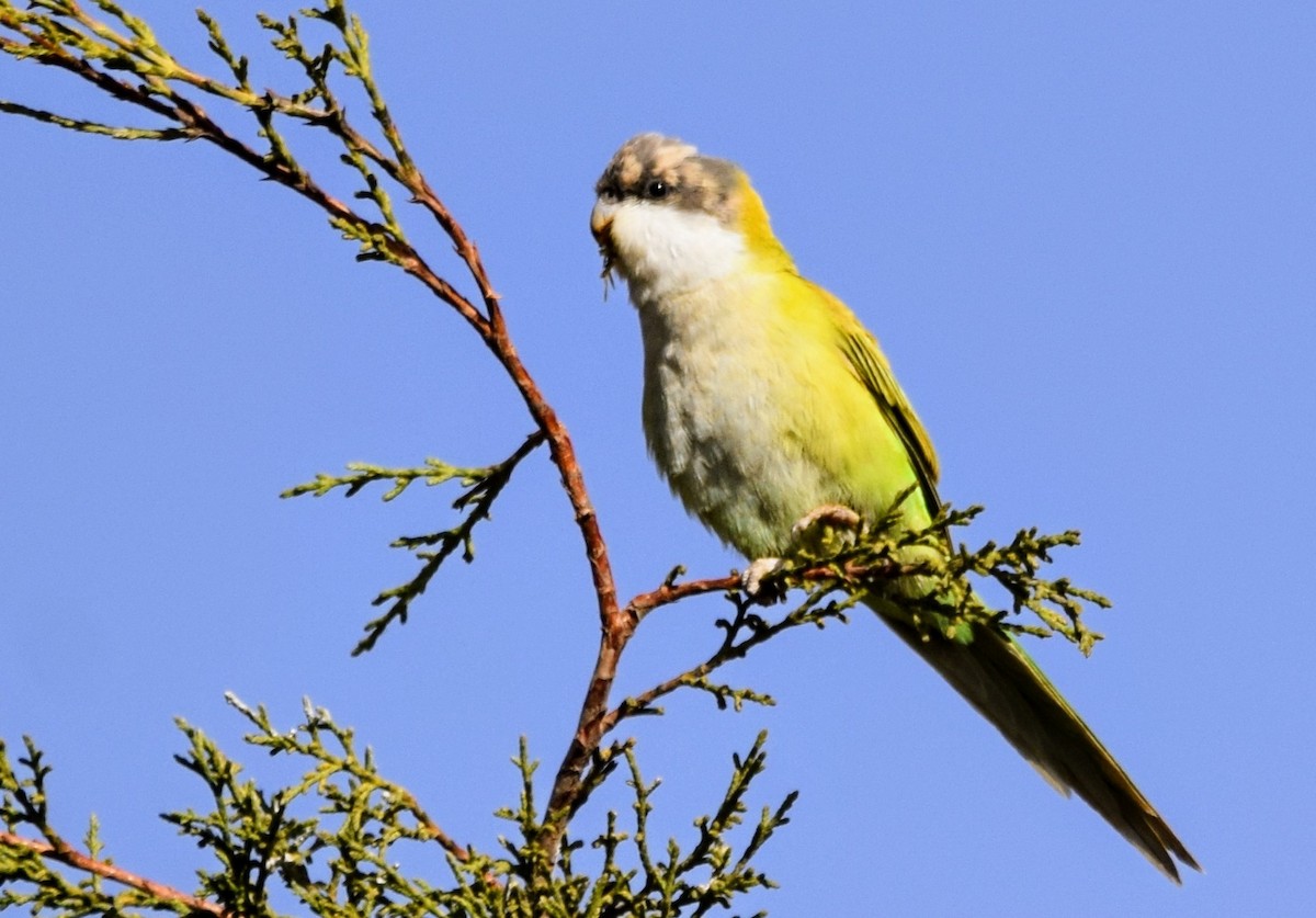 Gray-hooded Parakeet - ML622542767