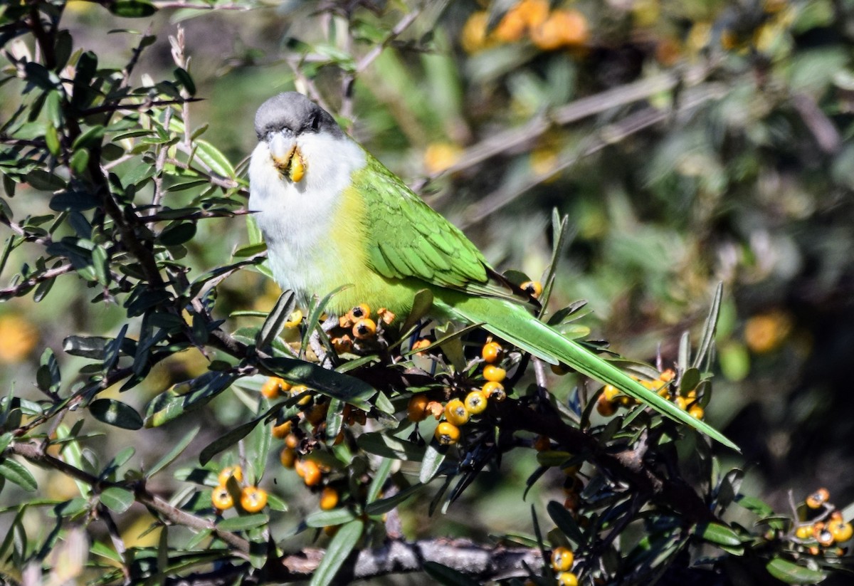 Gray-hooded Parakeet - ML622542768