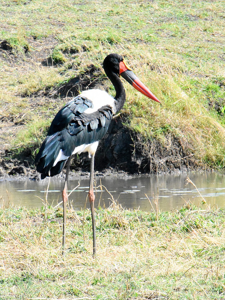 Saddle-billed Stork - Arup Ghosh