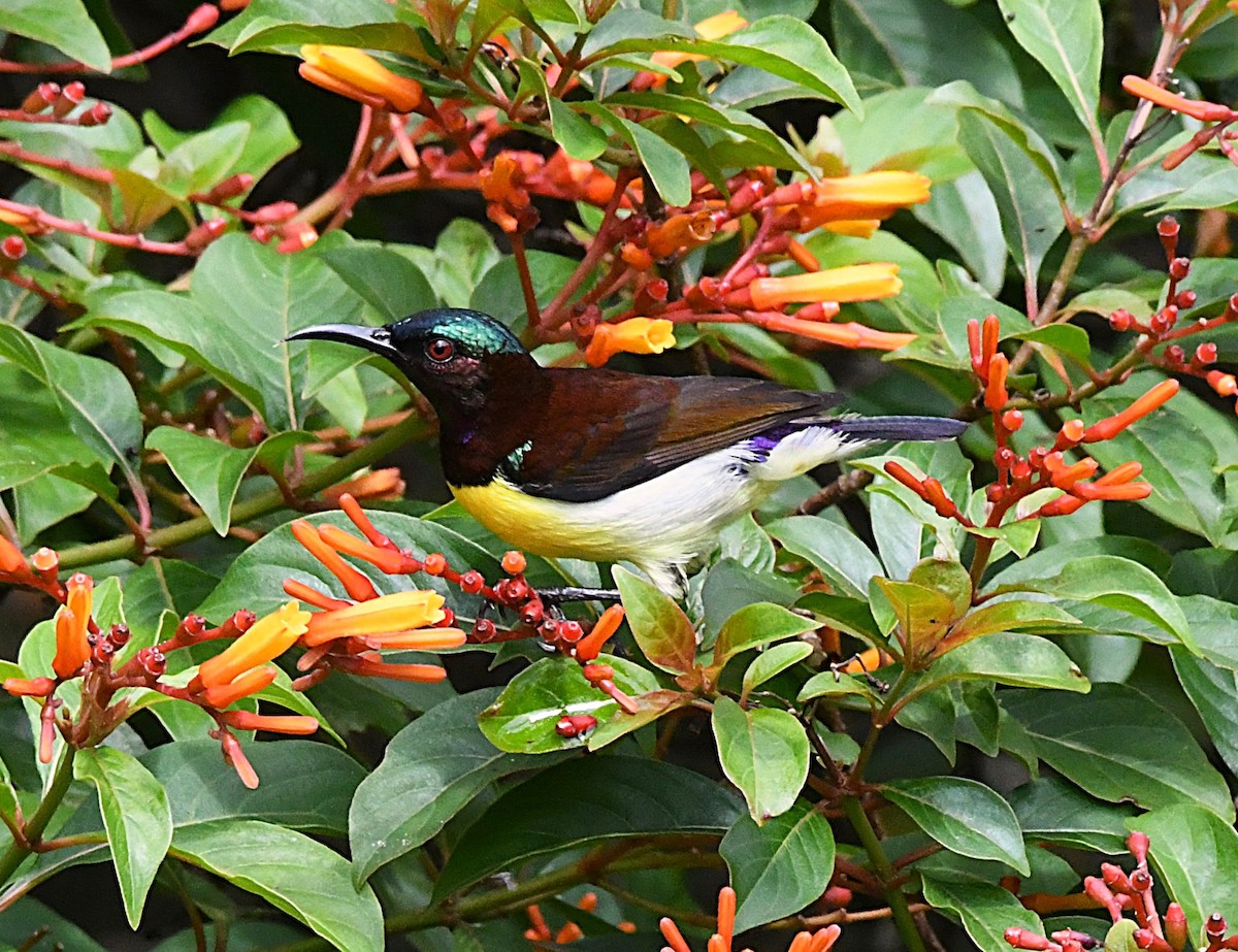 Purple-rumped Sunbird - ML622542805