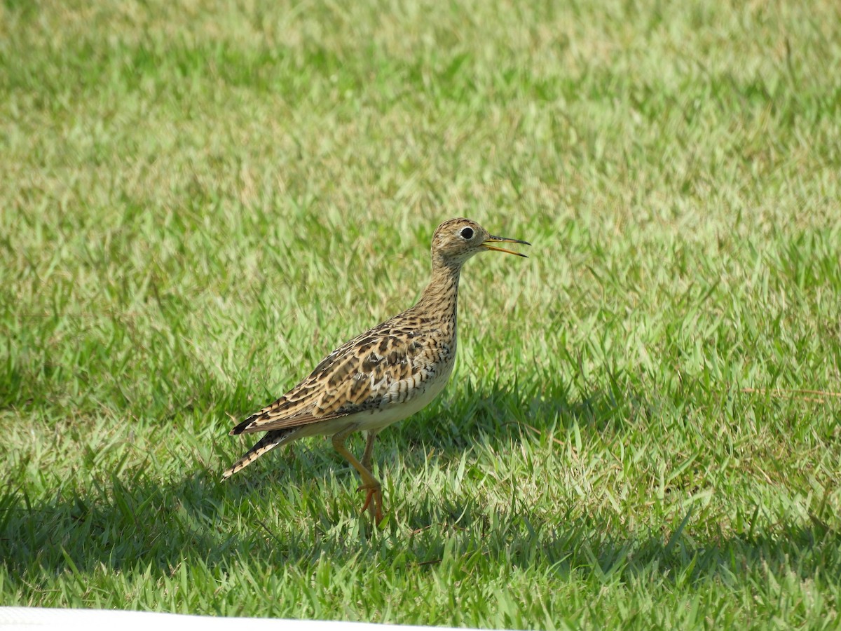 Upland Sandpiper - ML622542842