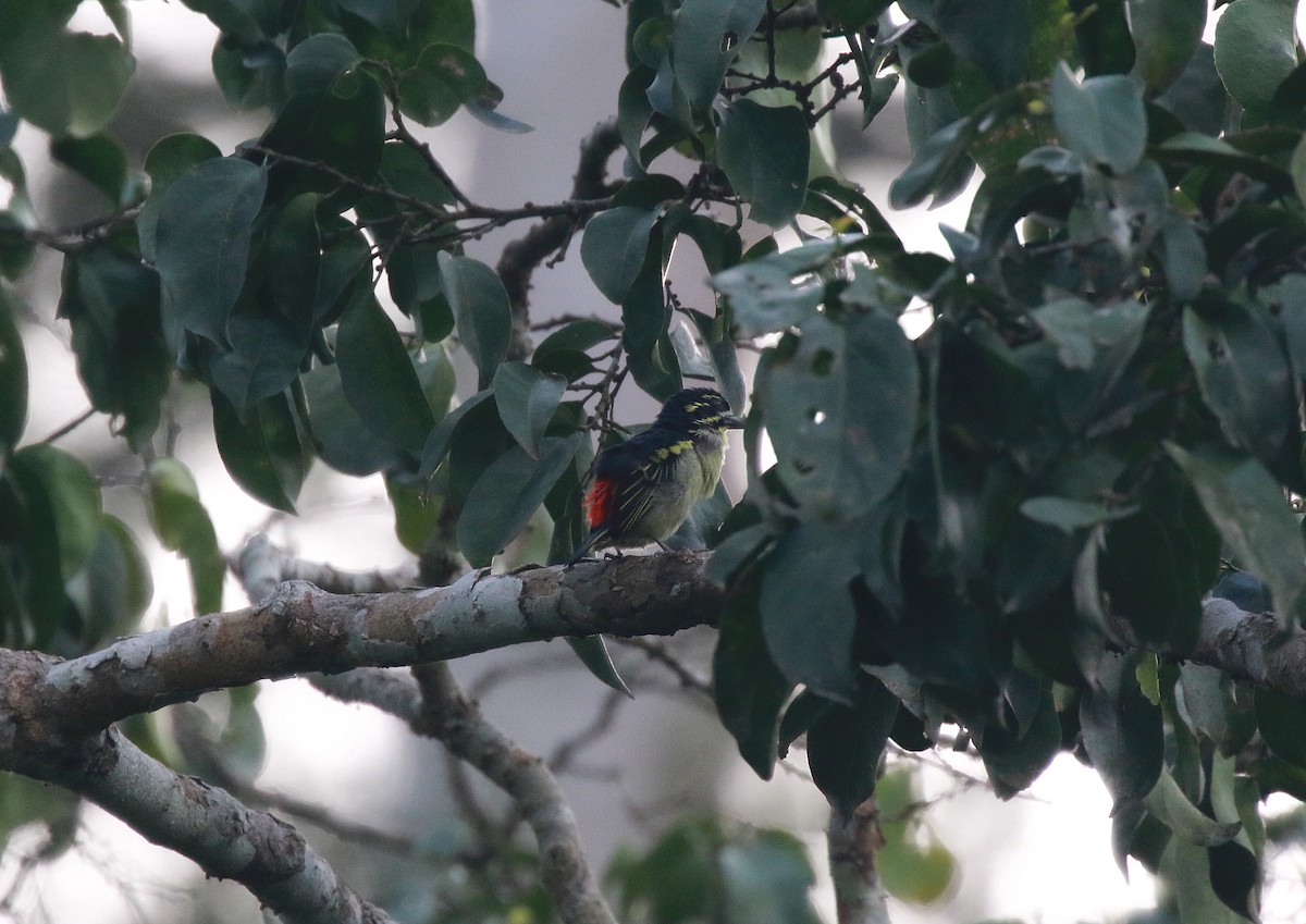 Red-rumped Tinkerbird - ML622542858