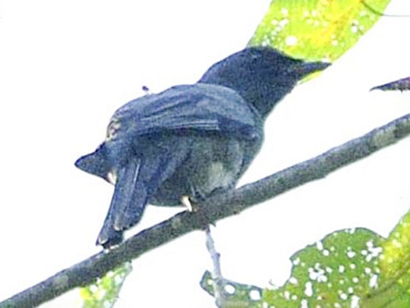 Banggai Cicadabird - eBird