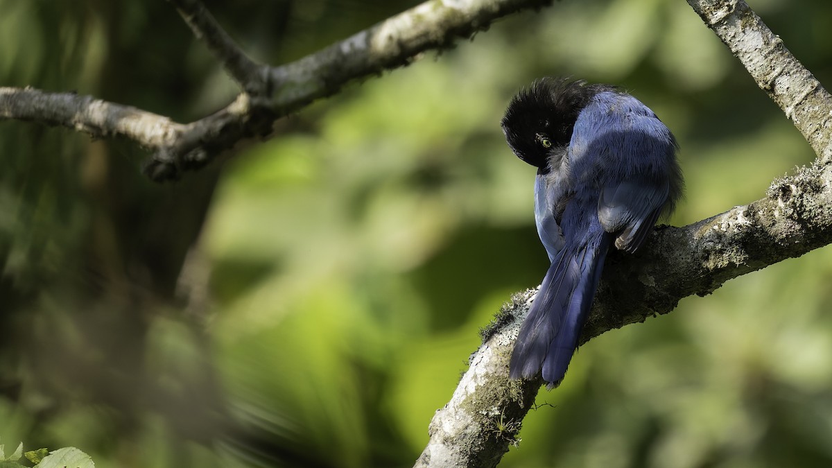 Bushy-crested Jay - ML622543000