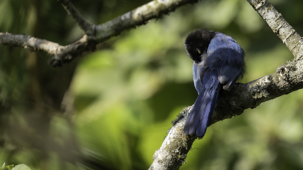 Bushy-crested Jay - ML622543004