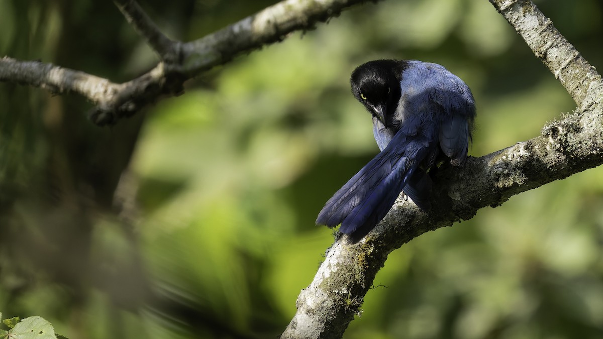 Bushy-crested Jay - ML622543013