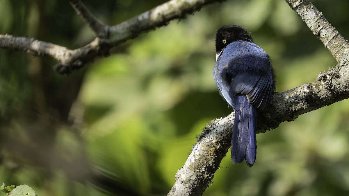 Bushy-crested Jay - ML622543029