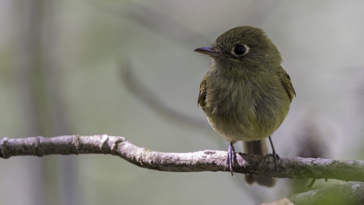 Yellowish Flycatcher - ML622543039