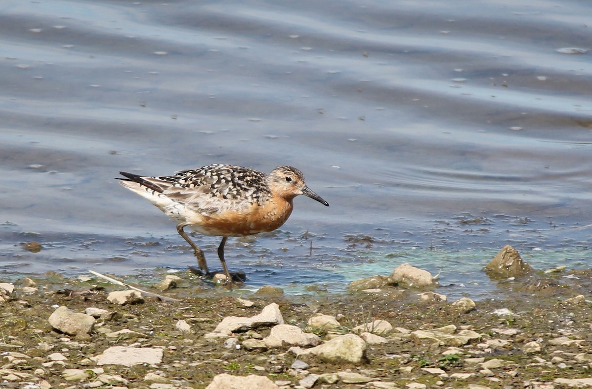 Red Knot - ML622543040