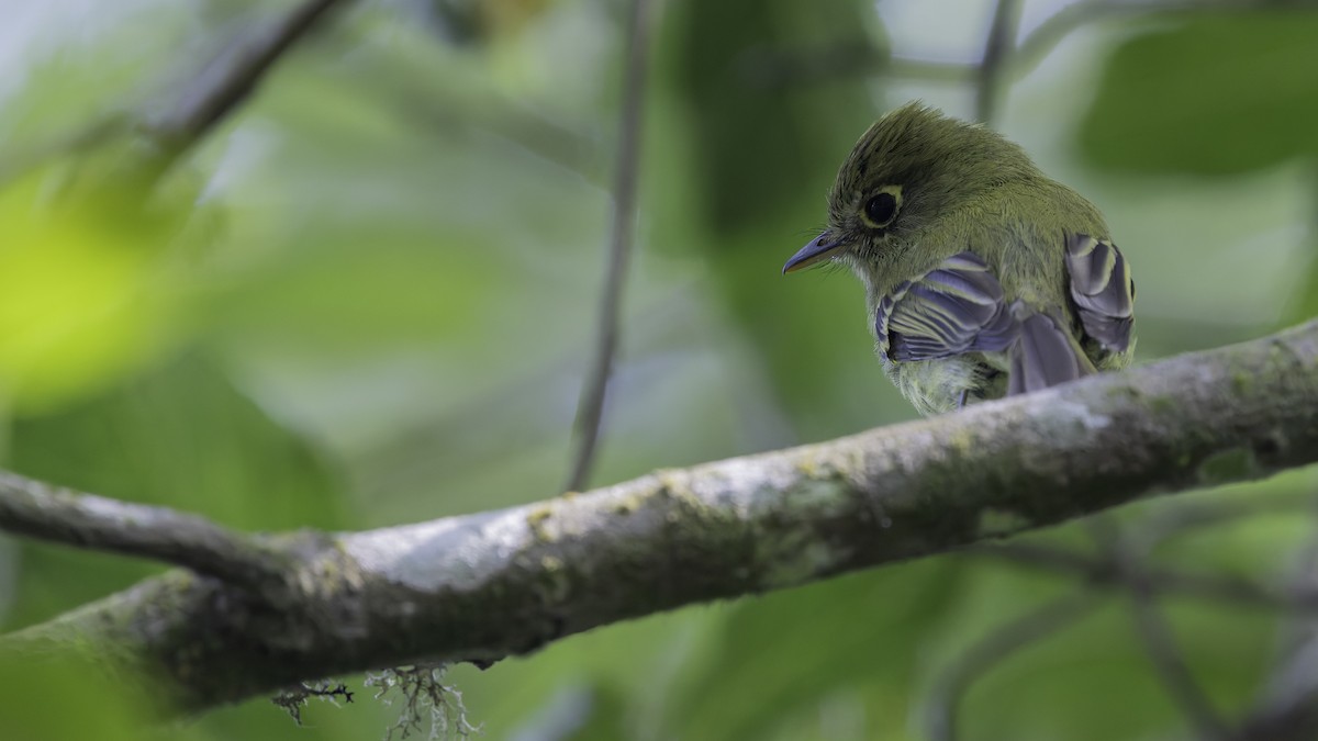 Yellowish Flycatcher - Robert Tizard