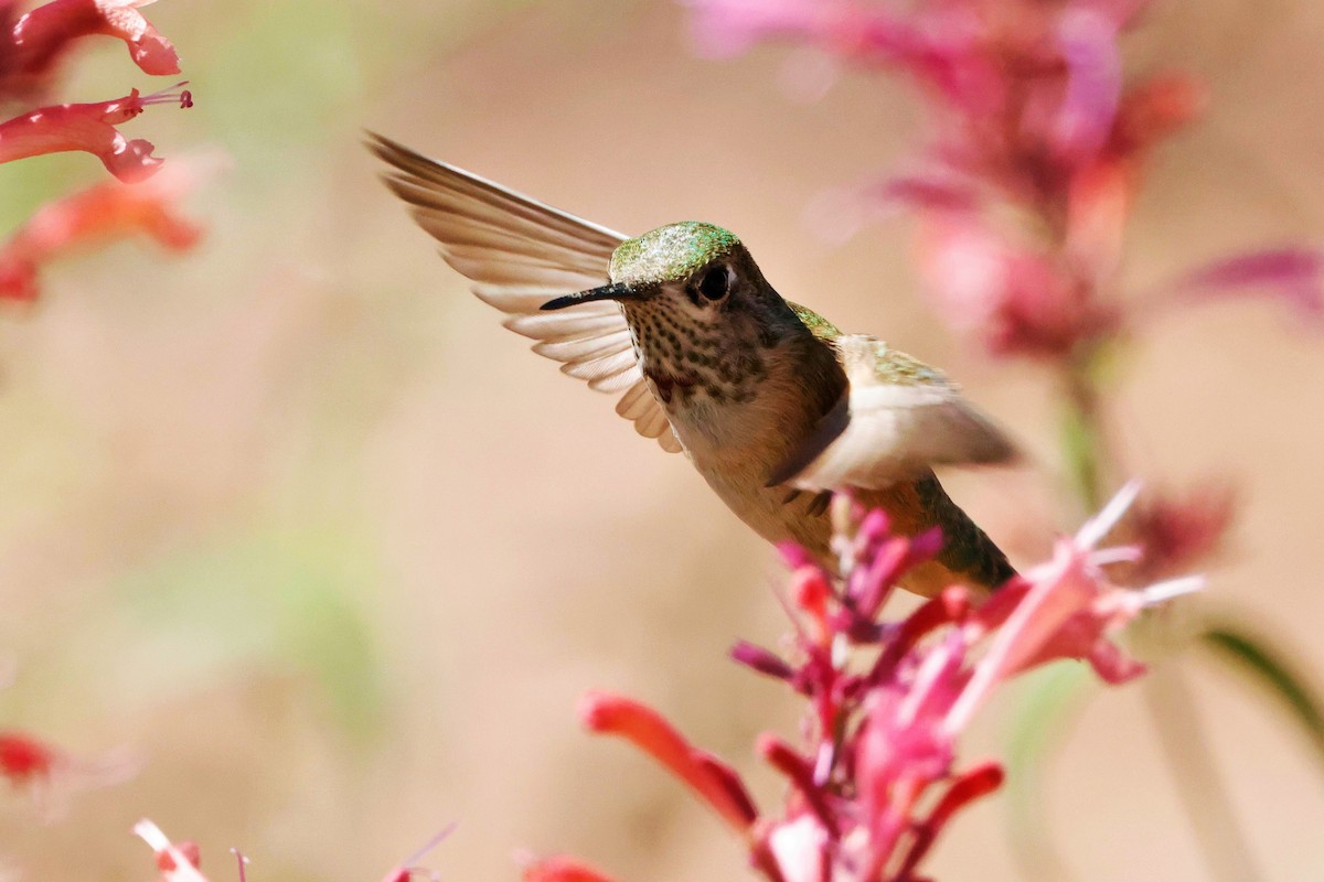 Calliope Hummingbird - ML622543062