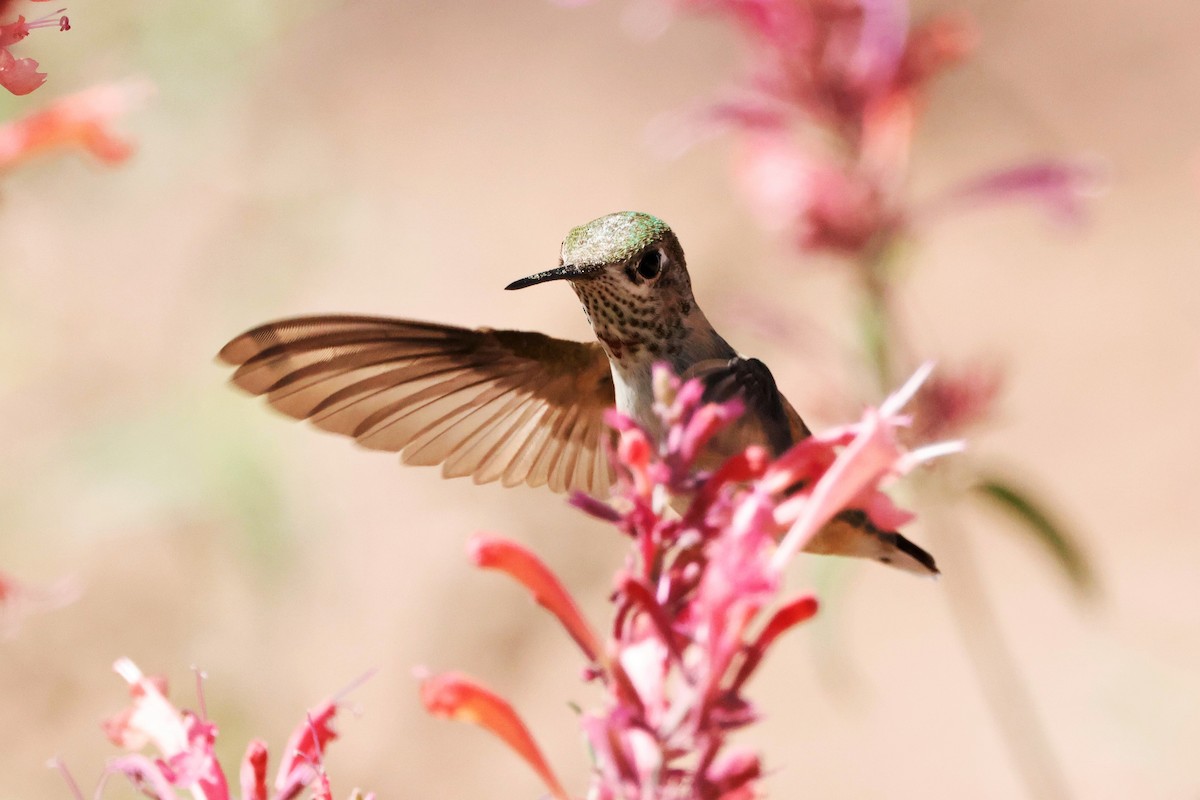 Calliope Hummingbird - ML622543063