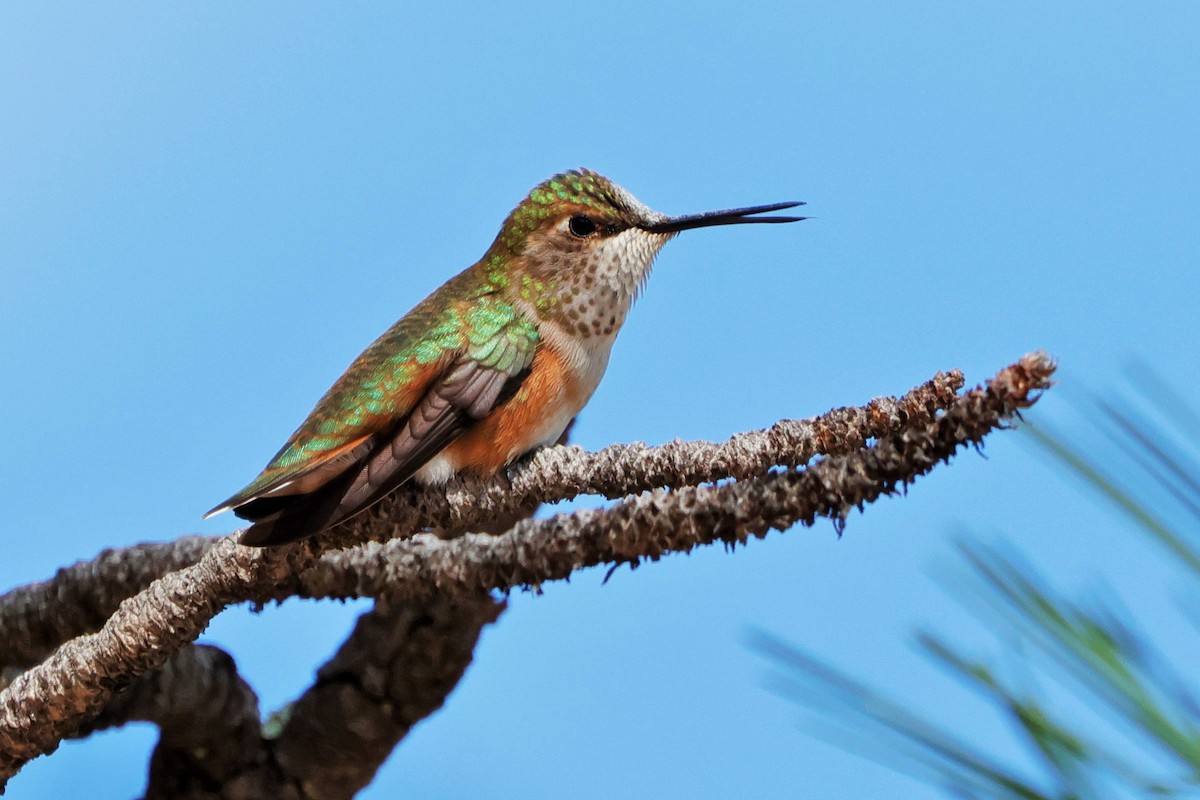 Rufous Hummingbird - ML622543069