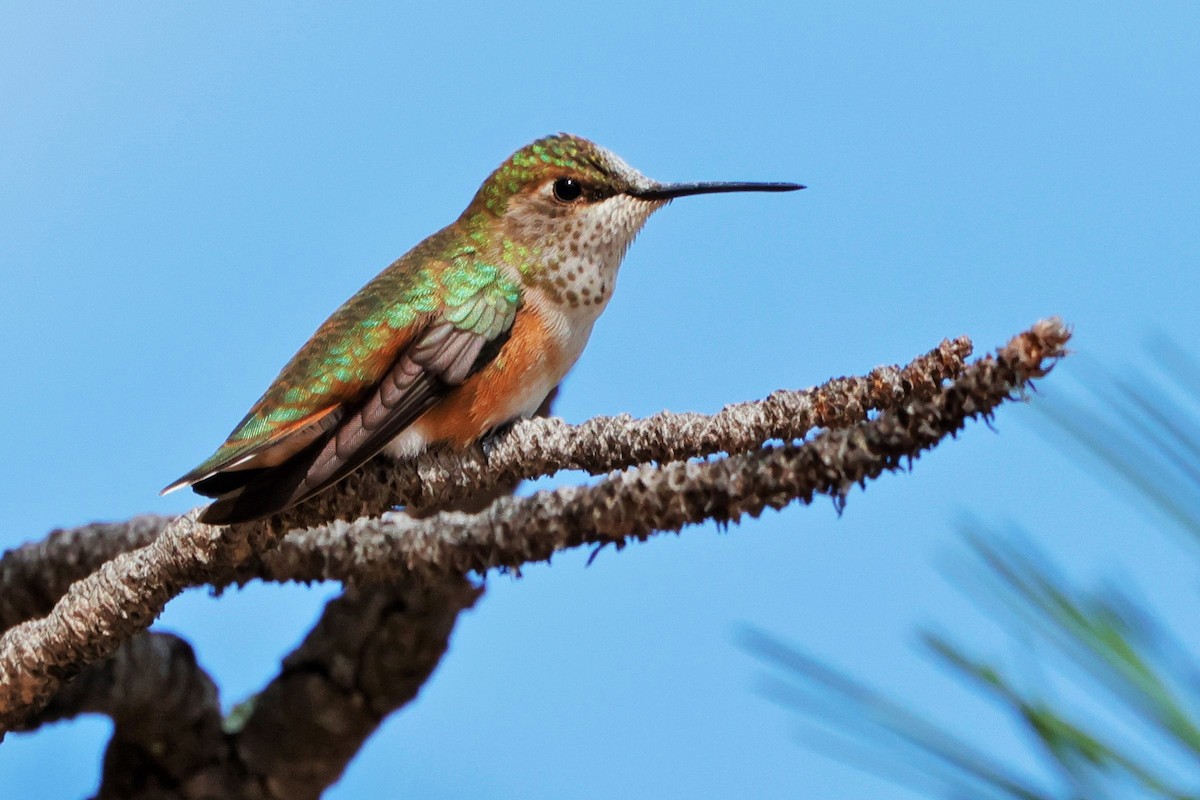 Rufous Hummingbird - ML622543071
