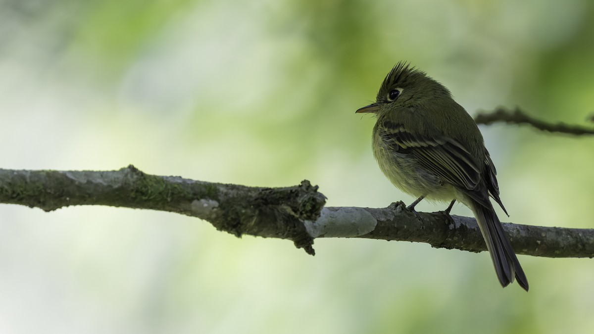 Yellowish Flycatcher - ML622543072