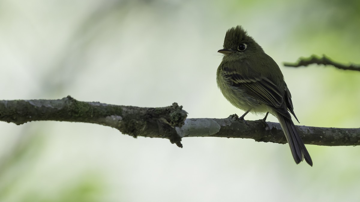 Yellowish Flycatcher - ML622543078