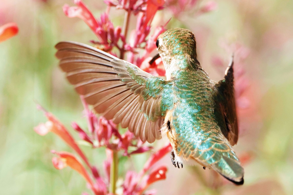 Broad-tailed Hummingbird - ML622543082