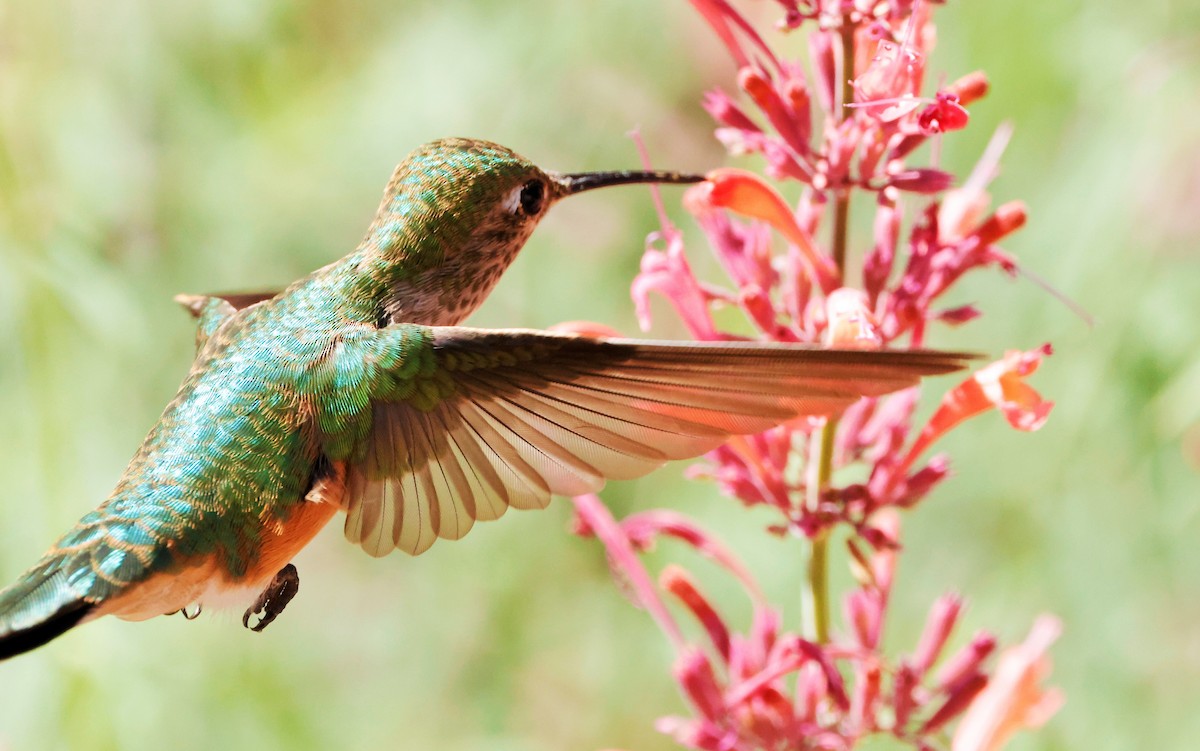 Broad-tailed Hummingbird - ML622543083