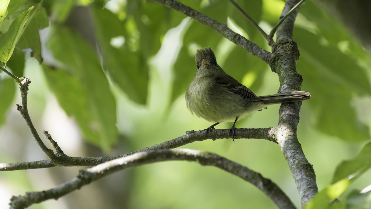 Yellowish Flycatcher - ML622543088