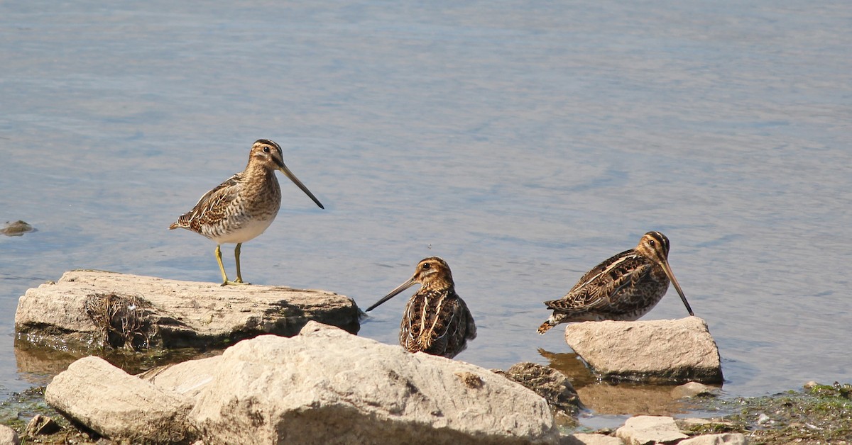 Common Snipe - ML622543091