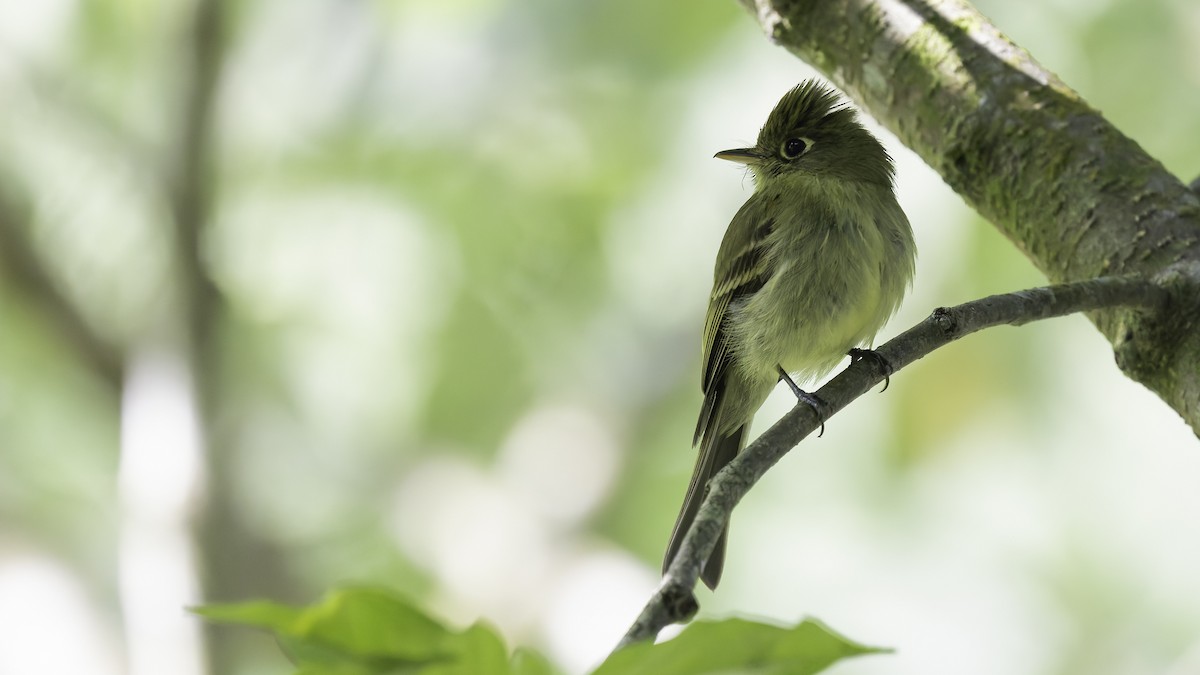 Yellowish Flycatcher - ML622543096