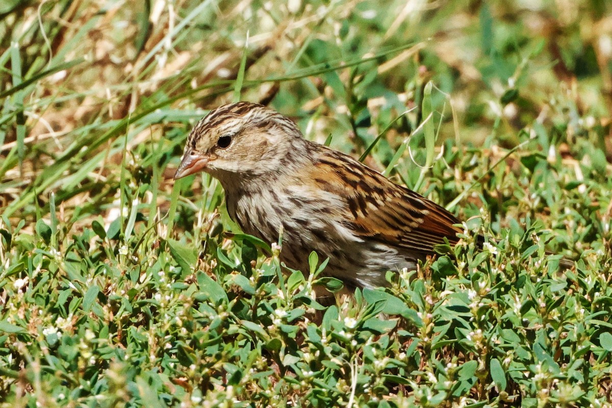 Chipping Sparrow - ML622543097