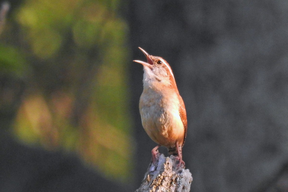 Carolina Wren - ML622543099