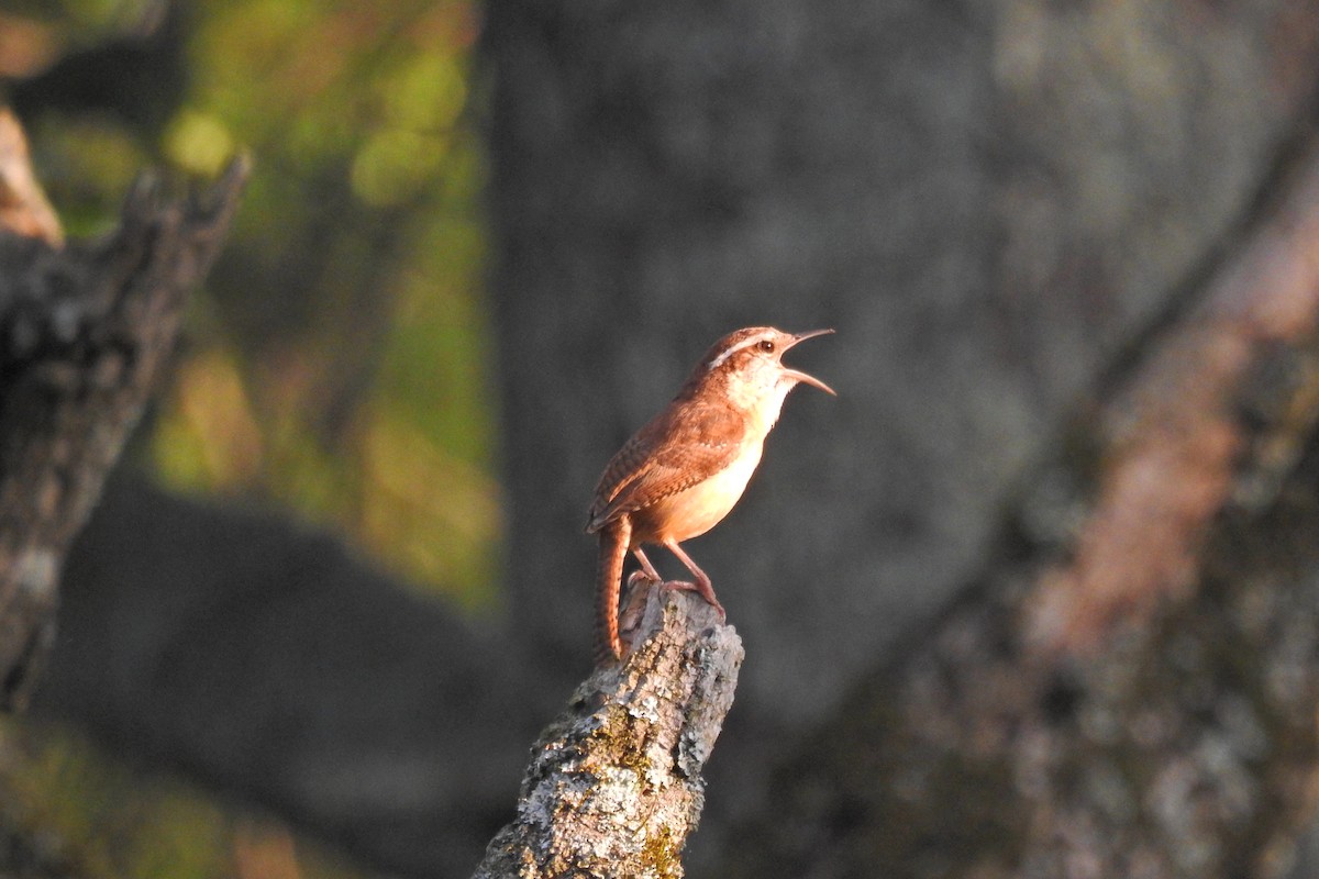 Carolina Wren - ML622543100