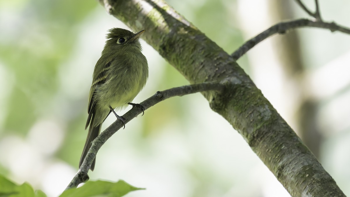 Yellowish Flycatcher - ML622543107