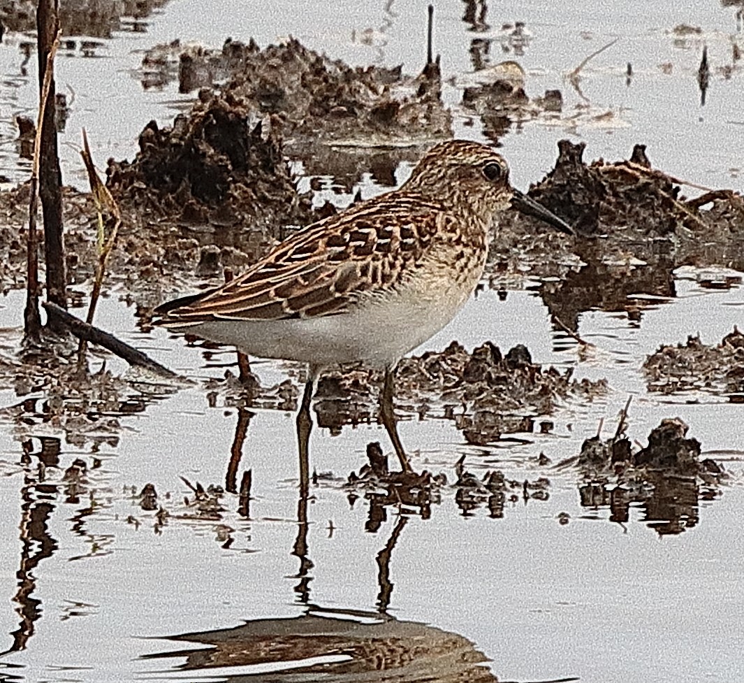 Least Sandpiper - Brian Cox