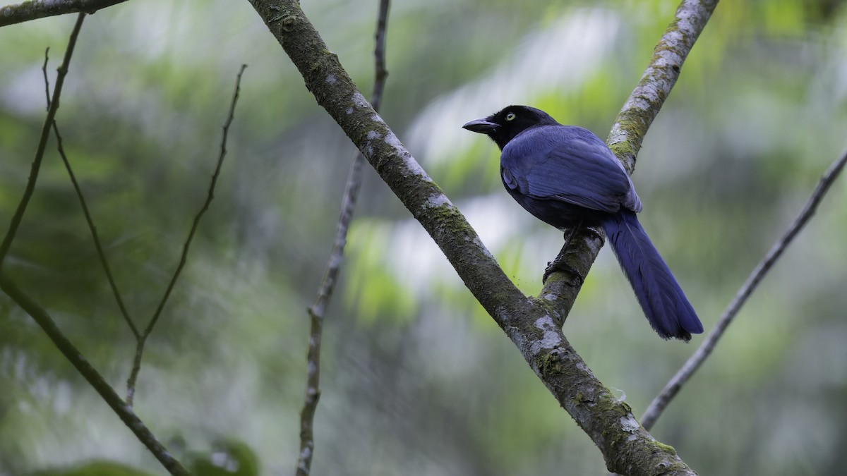 Bushy-crested Jay - ML622543131