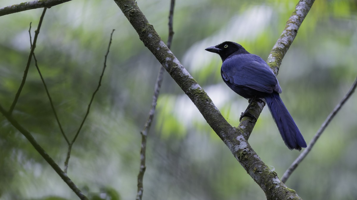 Bushy-crested Jay - ML622543136